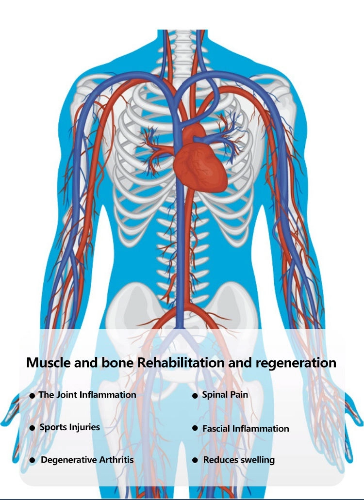 Diagram of human torso showing bones, heart, and circulatory system for muscle and bone rehabilitation. - HUIMAIN